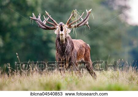 Stock Image - Red deer (Cervus elaphus), belling, Denmark, Europe. Fotosearch