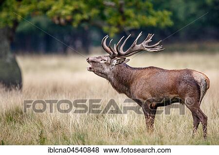 Stock Photo - Red deer (Cervus elaphus), belling, Denmark, Europe. Fotosearch