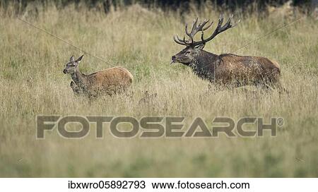 Stock Image - Red deer ( Cervus elaphus) drives old animal in the rut, Klamptenborg, Copenhagen, Denmark, Europe. Fotosearch