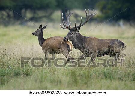 Red deer ( Cervus elaphus) drives old animal in the rut, Klamptenborg, Copenhagen, Denmark, Europe View Large Photo Image Stock Photo - Red deer ( Cervus elaphus) drives old animal in the rut, Klamptenborg, Copenhagen, Denmark, Europe. Fotosearch