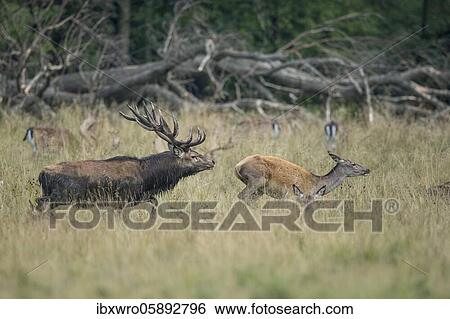 Red deer ( Cervus elaphus) drives old animal in the rut, Klamptenborg, Copenhagen, Denmark, Europe View Large Photo Image Stock Photograph - Red deer ( Cervus elaphus) drives old animal in the rut, Klamptenborg, Copenhagen, Denmark, Europe. Fotosearch