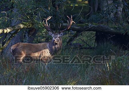 Red deer (Cervus elaphus) during rutting in the morning light, Schleswig-Holstein, Germany, Europe View Large Photo Image Stock Photograph - Red deer (Cervus elaphus) during rutting in the morning light, Schleswig-Holstein, Germany, Europe. Fotosearch