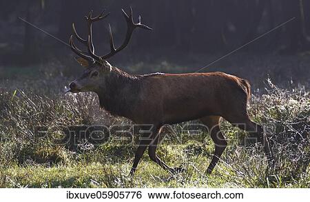 Stock Photograph - Red deer (Cervus elaphus) during rutting season runs with outstretched tongue over a forest meadow in the morning light, Schleswig-Holstein, Germany, Europe. Fotosearch