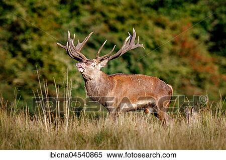 Stock Photography - Red deer (Cervus elaphus), flehming, Denmark, Europe. Fotosearch