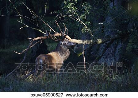 Stock Photo - Red deer (Cervus elaphus) forked on a branch in the morning light during the rutting season, Schleswig-Holstein, Germany, Europe. Fotosearch
