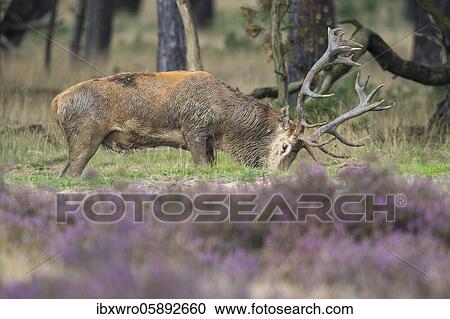Red deer ( Cervus elaphus) in blooming heath and standing in the wallow during the rut, National Park De Hoge Veluwe, Netherlands View Large Photo Image Stock Image - Red deer ( Cervus elaphus) in blooming heath and standing in the wallow during the rut, National Park De Hoge Veluwe, Netherlands. Fotosearch