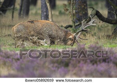 Red deer ( Cervus elaphus) in blooming heath and standing in the wallow during the rut, National Park De Hoge Veluwe, Netherlands View Large Photo Image Stock Photo - Red deer ( Cervus elaphus) in blooming heath and standing in the wallow during the rut, National Park De Hoge Veluwe, Netherlands. Fotosearch
