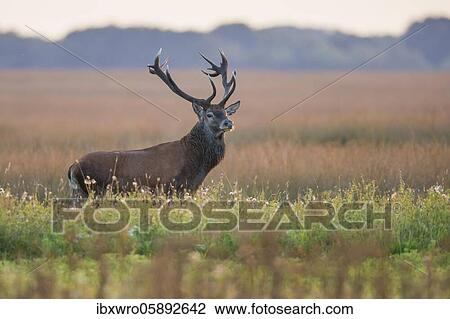 Stock Image - Red deer ( Cervus elaphus) in rut, securing, De Hoge Veluwe National Park, Netherlands. Fotosearch