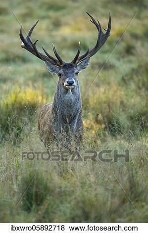 Red deer ( Cervus elaphus) in the rut, Puttbus, Mecklenburg-Western Pomerania, Germany, Europe View Large Photo Image Stock Photo - Red deer ( Cervus elaphus) in the rut, Puttbus, Mecklenburg-Western Pomerania, Germany, Europe. Fotosearch