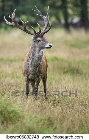 Red deer ( Cervus elaphus) in the rut, Puttbus, Mecklenburg-Western Pomerania, Germany, Europe View Large Photo Image Stock Photo - Red deer ( Cervus elaphus) in the rut, Puttbus, Mecklenburg-Western Pomerania, Germany, Europe. Fotosearch