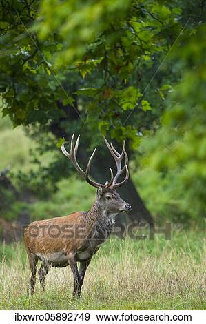 Red deer ( Cervus elaphus) in the rut, Puttbus, Mecklenburg-Western Pomerania, Germany, Europe View Large Photo Image Stock Photo - Red deer ( Cervus elaphus) in the rut, Puttbus, Mecklenburg-Western Pomerania, Germany, Europe. Fotosearch