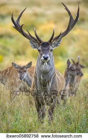 Stock Photo - Red deer ( Cervus elaphus) in the rut, Puttbus, Mecklenburg-Western Pomerania, Germany, Europe. Fotosearch