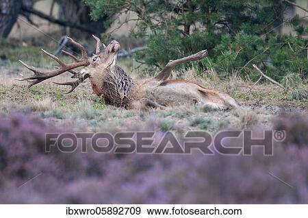 Stock Photo - Red deer ( Cervus elaphus) in the wallow, reproduction, National Park De Hoge Veluwe, Netherlands. Fotosearch