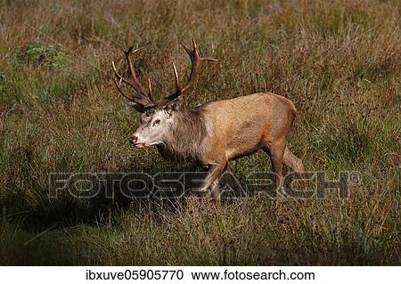 Red deer (Cervus elaphus) on a forest meadow during rutting season, Schleswig-Holstein, Germany, Europe View Large Photo Image Stock Image - Red deer (Cervus elaphus) on a forest meadow during rutting season, Schleswig-Holstein, Germany, Europe. Fotosearch