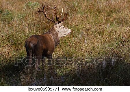 Stock Image - Red deer (Cervus elaphus) on a forest meadow during rutting season, Schleswig-Holstein, Germany, Europe. Fotosearch