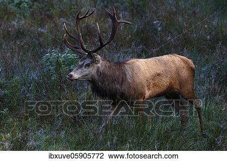 Red deer (Cervus elaphus) on a forest meadow during rutting season, Schleswig-Holstein, Germany, Europe View Large Photo Image Stock Image - Red deer (Cervus elaphus) on a forest meadow during rutting season, Schleswig-Holstein, Germany, Europe. Fotosearch