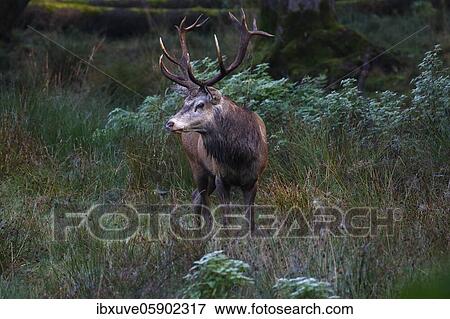 Red deer (Cervus elaphus) on a forest meadow during rutting season, Schleswig-Holstein, Germany, Europe View Large Photo Image Stock Photo - Red deer (Cervus elaphus) on a forest meadow during rutting season, Schleswig-Holstein, Germany, Europe. Fotosearch