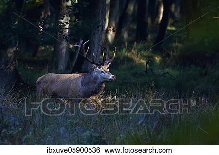 Red deer (Cervus elaphus) roaming through the forest in the morning light during the rutting season, Schleswig-Holstein, Germany, Europe View Large Photo Image Stock Photograph - Red deer (Cervus elaphus) roaming through the forest in the morning light during the rutting season, Schleswig-Holstein, Germany, Europe. Fotosearch