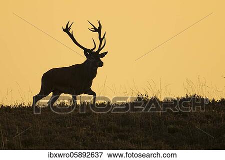 Stock Photo - Red deer ( Cervus elaphus) Silhouette against a red evening sky, National Park De Hoge Veluwe, Netherlands. Fotosearch