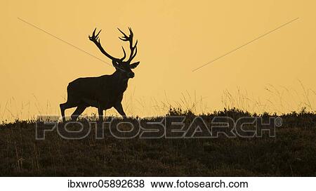 Red deer ( Cervus elaphus) Silhouette against a red evening sky, National Park De Hoge Veluwe, Netherlands View Large Photo Image Stock Photo - Red deer ( Cervus elaphus) Silhouette against a red evening sky, National Park De Hoge Veluwe, Netherlands. Fotosearch