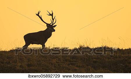 Red deer ( Cervus elaphus) Silhouette against a red evening sky, National Park De Hoge Veluwe, Netherlands View Large Photo Image Stock Photo - Red deer ( Cervus elaphus) Silhouette against a red evening sky, National Park De Hoge Veluwe, Netherlands. Fotosearch