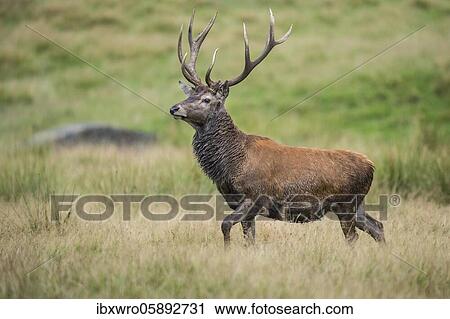 Stock Image - Red deer ( Cervus elaphus) steps onto the clearing in the rut, Klamptenborg, Copenhagen, Denmark, Europe. Fotosearch