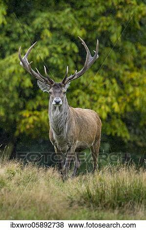 Red deer ( Cervus elaphus) steps onto the clearing in the rut, Klamptenborg, Copenhagen, Denmark, Europe View Large Photo Image Stock Photo - Red deer ( Cervus elaphus) steps onto the clearing in the rut, Klamptenborg, Copenhagen, Denmark, Europe. Fotosearch