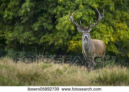 Red deer ( Cervus elaphus) steps onto the clearing in the rut, Klamptenborg, Copenhagen, Denmark, Europe View Large Photo Image Stock Photo - Red deer ( Cervus elaphus) steps onto the clearing in the rut, Klamptenborg, Copenhagen, Denmark, Europe. Fotosearch