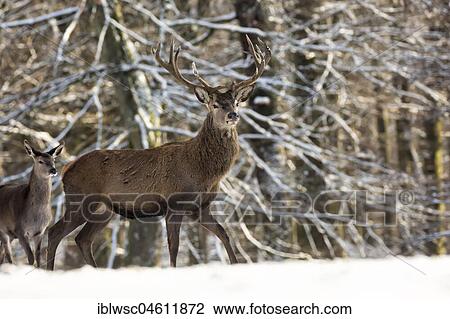 Red Deer (Cervus elaphus), Vulkaneifel, Rhineland-Palatinate, Germany, Europe View Large Photo Image Stock Image - Red Deer (Cervus elaphus), Vulkaneifel, Rhineland-Palatinate, Germany, Europe. Fotosearch