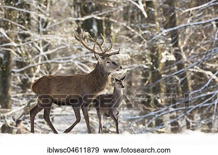 Stock Photo - Red Deer (Cervus elaphus), Vulkaneifel, Rhineland-Palatinate, Germany, Europe. Fotosearch