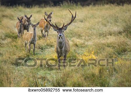 Red deer ( Cervus elaphus) with a pack of bald deer in the rut, Puttbus, Mecklenburg-Vorpommern, Germany, Europe View Large Photo Image Stock Photography - Red deer ( Cervus elaphus) with a pack of bald deer in the rut, Puttbus, Mecklenburg-Vorpommern, Germany, Europe. Fotosearch