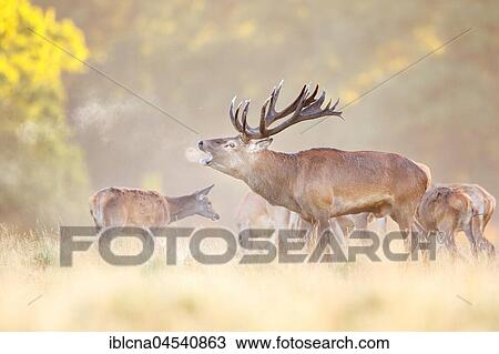 Red deer (Cervus elaphus) with female, belling, Denmark, Europe View Large Photo Image Stock Image - Red deer (Cervus elaphus) with female, belling, Denmark, Europe. Fotosearch