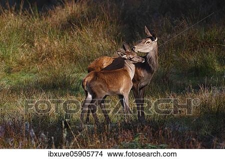 Picture - Red deer-cow (Cervus elaphus) and calf in autumn on a forest meadow, Schleswig-Holstein, Germany, Europe. Fotosearch