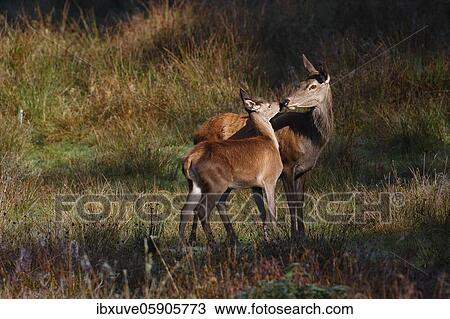 Stock Image - Red deer-cow (Cervus elaphus) and calf in autumn on a forest meadow, Schleswig-Holstein, Germany, Europe. Fotosearch