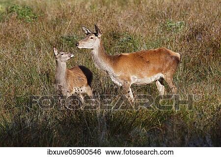 Stock Photograph - Red deer-cow (Cervus elaphus) and calf, Schleswig-Holstein, Germany, Europe. Fotosearch
