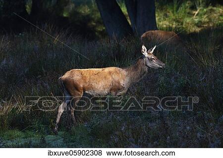Red deer-cow (Cervus elaphus) on a forest meadow in the morning light, Schmaltier, Schleswig-Holstein, Germany, Europe View Large Photo Image Stock Photo - Red deer-cow (Cervus elaphus) on a forest meadow in the morning light, Schmaltier, Schleswig-Holstein, Germany, Europe. Fotosearch