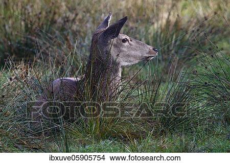 Picture - Red deer-cow (Cervus elaphus) resting on a forest meadow, Schleswig-Holstein, Germany, Europe. Fotosearch