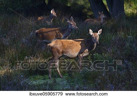 Stock Photo - Red deer-Cows (Cervus elaphus) and calves in autumn on a forest meadow, Schleswig-Holstein, Germany, Europe. Fotosearch