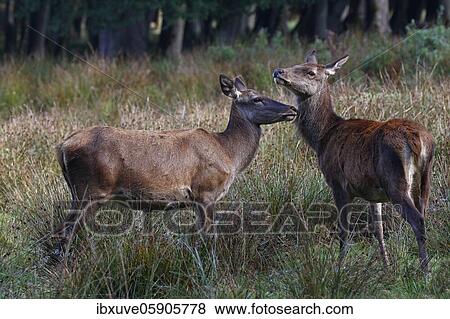 Stock Photo - Red deer-Cows (Cervus elaphus) in autumn on a forest meadow, Schleswig-Holstein, Germany, Europe. Fotosearch