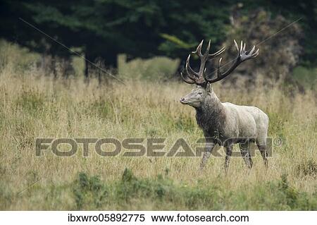 Red deer, Klamptenborg, Copenhagen, Denmark, Europe View Large Photo Image Stock Photography - Red deer, Klamptenborg, Copenhagen, Denmark, Europe. Fotosearch