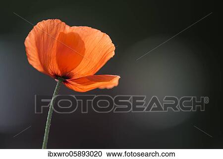 Red flowering corn poppy ( Papaver rhöas) backlit, Oldenburger Münsterland, Vechta, Lower Saxony, Germany, Europe View Large Photo Image Stock Image - Red flowering corn poppy ( Papaver rhöas) backlit, Oldenburger Münsterland, Vechta, Lower Saxony, Germany, Europe. Fotosearch