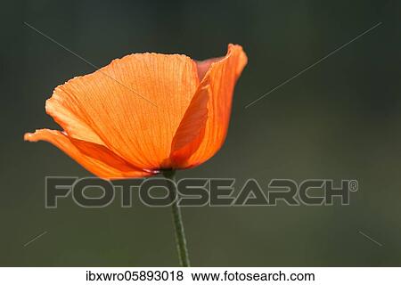 Red flowering corn poppy ( Papaver rhöas) backlit, Oldenburger Münsterland, Vechta, Lower Saxony, Germany, Europe View Large Photo Image Stock Photo - Red flowering corn poppy ( Papaver rhöas) backlit, Oldenburger Münsterland, Vechta, Lower Saxony, Germany, Europe. Fotosearch