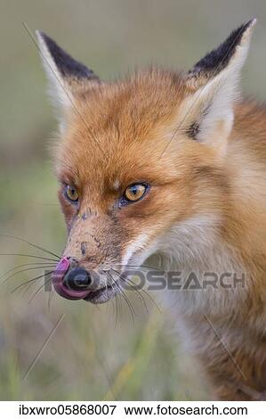 Stock Photo - Red fox ( Vulpes vulpes) licking his mouth, portrait, Netherlands. Fotosearch