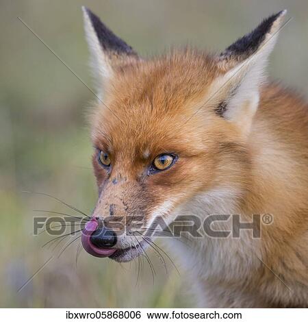 Stock Photograph - Red fox ( Vulpes vulpes) licking his mouth, portrait, Netherlands. Fotosearch