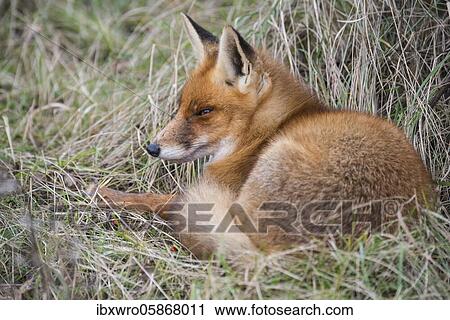 Stock Image - Red fox ( Vulpes vulpes) rests in the grass, Netherlands. Fotosearch