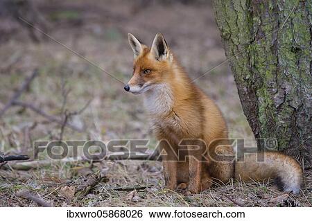 Stock Photograph - Red fox ( Vulpes vulpes) sitting in front of a tree trunk, watchful gaze, Netherlands. Fotosearch