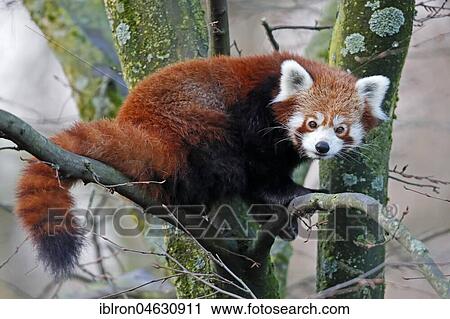 Stock Image - Red pandabear (Ailurus fulgens), captive, Germany, Europe. Fotosearch