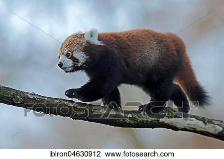 Red pandabear (Ailurus fulgens), captive, Germany, Europe View Large Photo Image Stock Image - Red pandabear (Ailurus fulgens), captive, Germany, Europe. Fotosearch