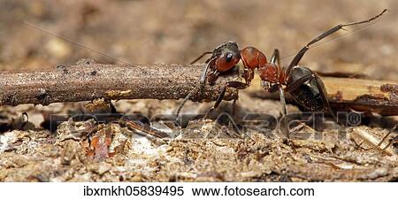 Red Wood Ant (Formica rufa) with knots, Hesse, Germany, Europe View Large Photo Image Stock Photography - Red Wood Ant (Formica rufa) with knots, Hesse, Germany, Europe. Fotosearch