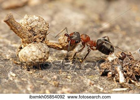 Red Wood Ant (Formica rufa) with oak branches, Hesse, Germany, Europe View Large Photo Image Stock Image - Red Wood Ant (Formica rufa) with oak branches, Hesse, Germany, Europe. Fotosearch